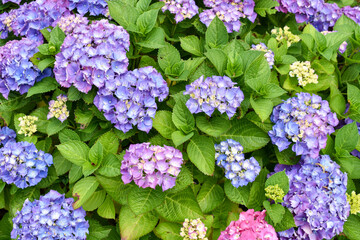 Fototapeta premium hydrangea is blooming in the garden