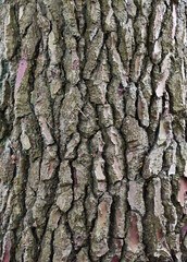 rough textured bark on an oak tree during springtime