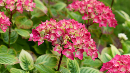 pink hydrangea flower with vibrant colors of reds, pinks, greens