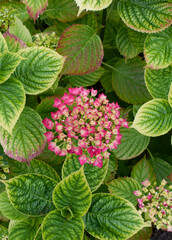 Vibrant pink hydrangeas with green and yellow leaves, top view