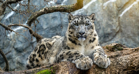 Obraz premium picture of tiger in his natural envionment 