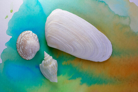 Three different shells on watercolor stained background with shades of the color of the sea and sand