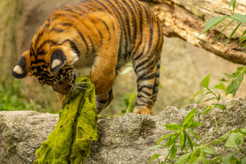 Tiger cubs playing with his mother,sumatra tiger Panthera tigris