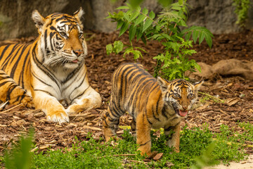 Tiger cubs playing with his mother,sumatra tiger Panthera tigris