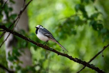 Close-up of a Pied Wagtail bird perched on a branch with lush green leaves blurred in the background.