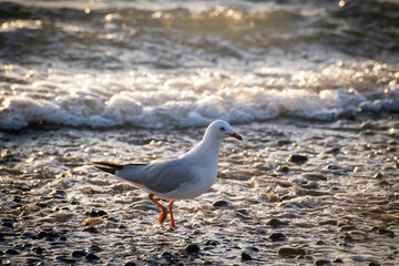 seagull on the beach