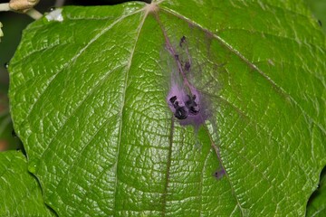 Bird berry poop stains on mulberry leaf dropping stain plants cleaning.