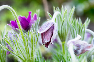 Purple And White Pasque Flowers Blooming In Spring Garden