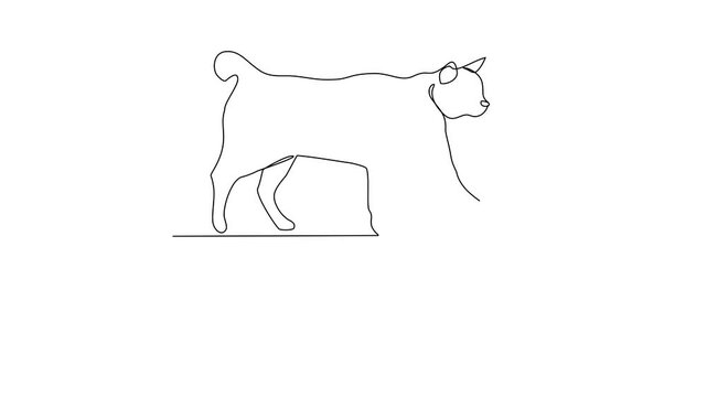 Animated self drawing of Japanese bobtail video design illustration. Type of Cat themes design concept with simple linear style vector. Cat are domesticated mammals, loyalty and companionship to human