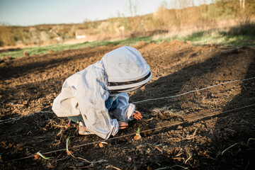 Person Planting Onion Sets in a Garden Bed on a Sunny Day