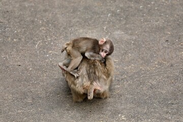 ママの背中の上に乗ったニホンザルの子供