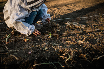 Young Gardener Planting Sprouts in a Garden Row