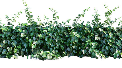 ivy spreads across the horizontal surface, png file of isolated cutout object with shadow on transparent background.