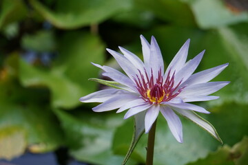 Obraz premium flor, aves, patos, piragua, carro de piragua, dulce, boricua, piragua ventas