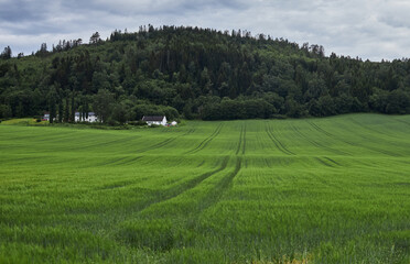 A small farm amidst green meadows, located in central Norway
