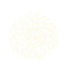 Peony flower light yellow sketch illustration