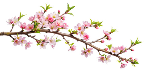 Obraz premium Pink cherry blossom branch in full bloom isolated on transparent background