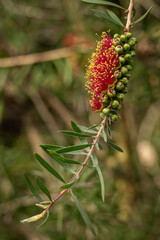 A flower of brushwood on a twig.
