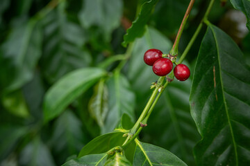Obraz premium Red fruits of the coffee tree on the tree.