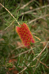 A flower of brushwood on a twig.