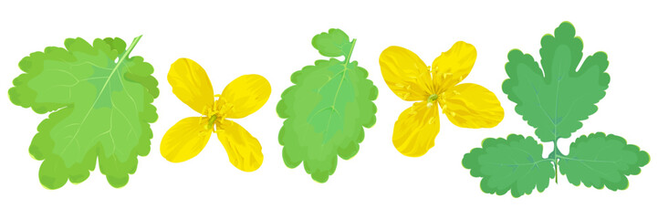 Set of five isolated celandine elements on a white background 