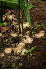 Ginger roots in detail in soil.