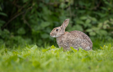 Taken from ground level for an unusual angle, the image shows a detailed profile portrait of a rabbit sitting on the grass with a natural background