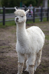 white alpaca with a background