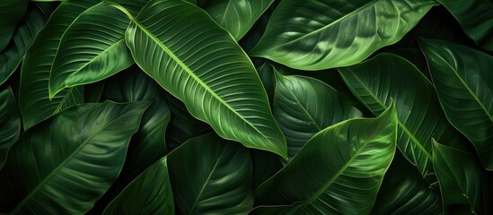 Tropical green leaves up close creating an abstract texture and background with a nature theme, displaying a dark color palette.