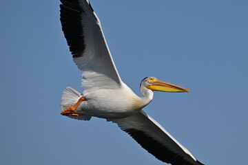 pelican on the sky