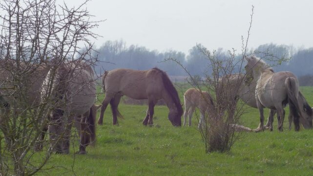 herd of konik ponies, semi wild feral animals including foal grazing on grass in field