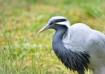 Demoiselle Crane at the Woodland Park Zoo in Seattle, Washington