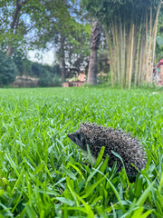 An adult, beautiful mini hedgehog (Erinaceus europaeus, Erinaceomorpha) is among the green grass in the garden. Close-up shot © Bulent