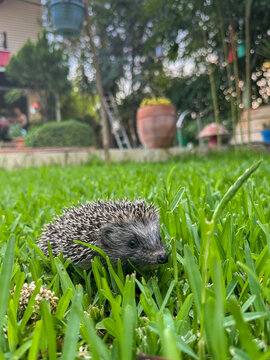 An adult, beautiful mini hedgehog (Erinaceus europaeus, Erinaceomorpha) is among the green grass in the garden. Close-up shot
