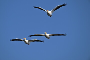 Pelicans flying in the sky
