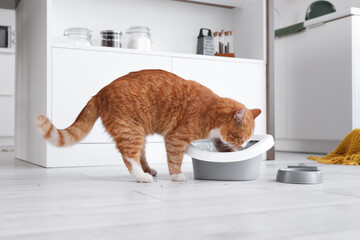 Cute cat digging in litter box at home