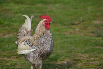 chicken
