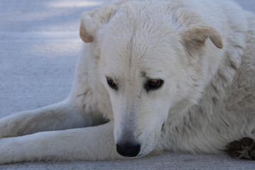 Obraz premium sad dog