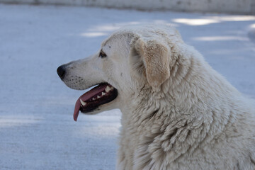 dog resting