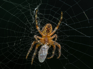 P6210208 cross orb weaver spider, Araneus diadematus, feeding on a bug, cECP 2024