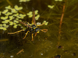 P6210220 European paper wasp, Polistes dominula, drinking, supported by surface tention, cECP 2024