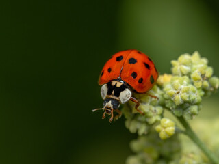 Obraz premium P6250341 invasive Asian lady beetle, Harmonia axyridis, crawling on a flower bud, cECP 2024