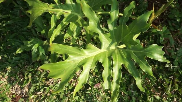 Beautiful green leafy plants swaying blown by the wind in a garden on a sunny day
