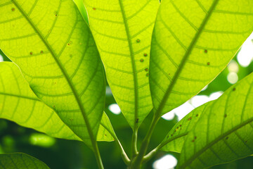 close-up of mango leaves. Low angle view