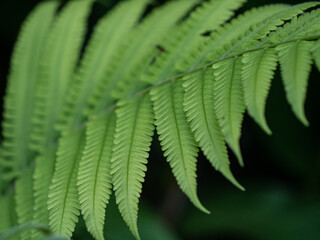 MACRO, DOF: Beautiful structure of feathery fern leaf in vibrant green colour