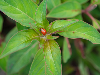 CLOSE UP, DOF: Red Argus tortoise beetle with black dots climbing on leafy plant
