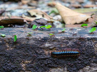 MACRO, DOF: Tiny jungle creatures collecting and carrying pieces of green leaves