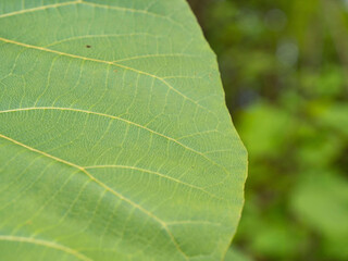 CLOSE UP, DOF: Abstract view of green tropical leaf with amazing vein structure