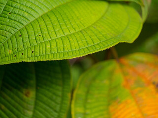 CLOSE UP, DOF: Vibrant green tropical leaves with incredible vein structure