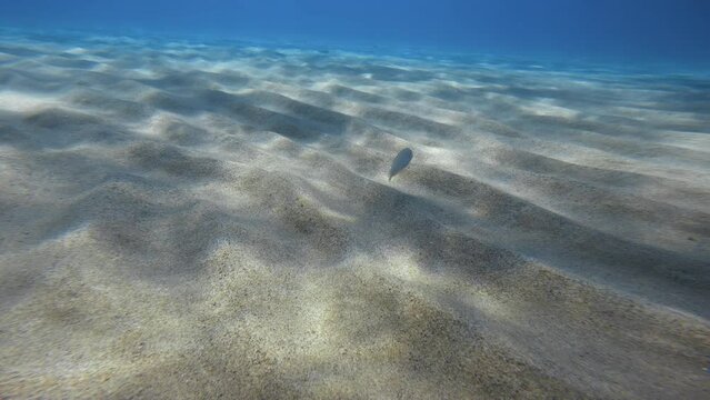 fish hides under the ocean sand